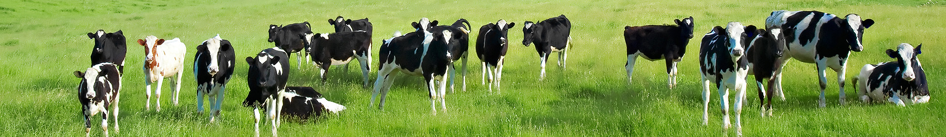 Белоземье СУП